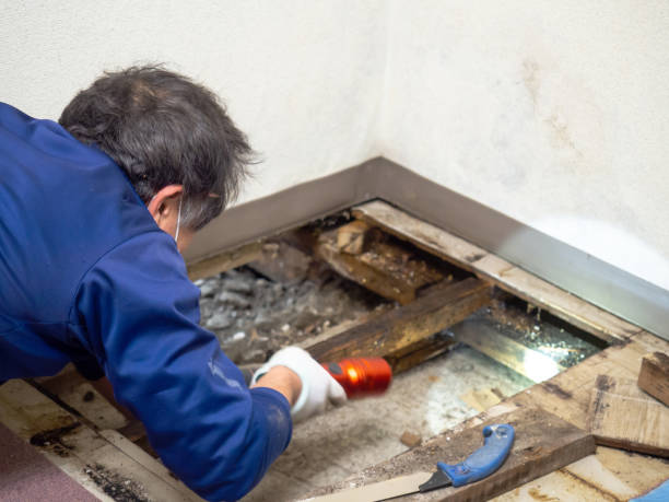 Best Emergency Mold Removal  in Collinsvle, IL