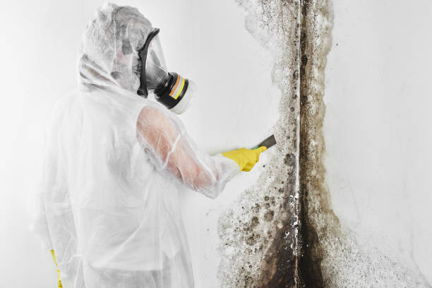 Best Residential Mold Removal  in Collinsvle, IL