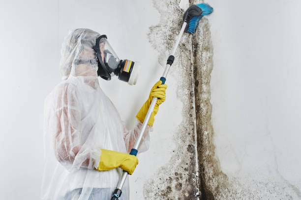 Best Mold Removal Process  in Collinsvle, IL
