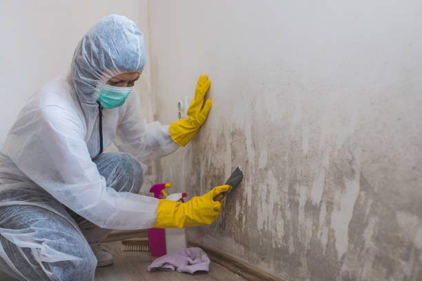 Office Mold Removal Services in Collinsville, IL