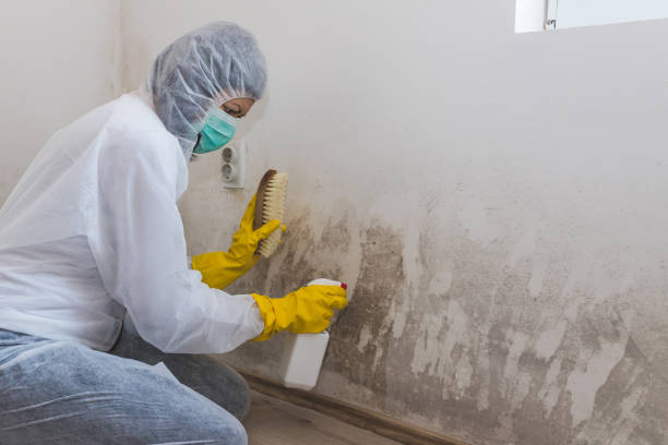 Best Mold Removal Near Me  in Collinsvle, IL