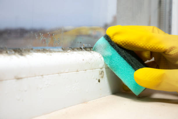 Best Mold Removal Company Near Me  in Collinsvle, IL