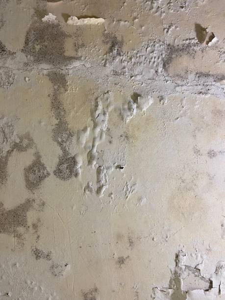Best Mold Removal Company Near Me  in Collinsvle, IL
