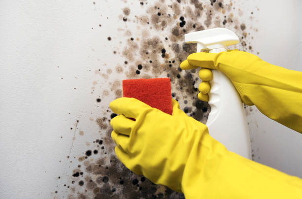Best Best Mold Removal Companies  in Collinsvle, IL