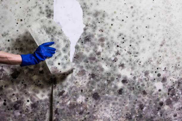 Best Water Damage Restoration  in Collinsvle, IL