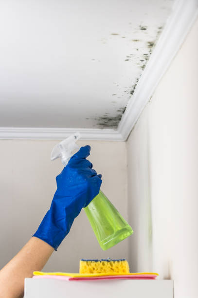 Best Toxic Mold Removal  in Collinsvle, IL