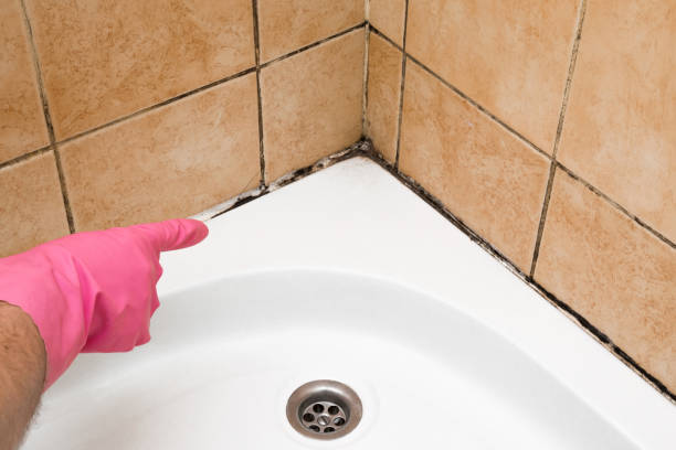Collinsville, IL Mold Removal Company